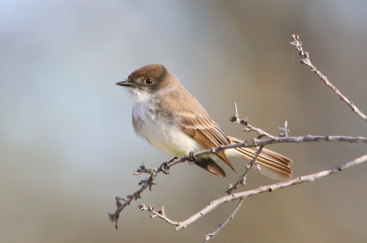 Eastern Phoebe - ML617619986