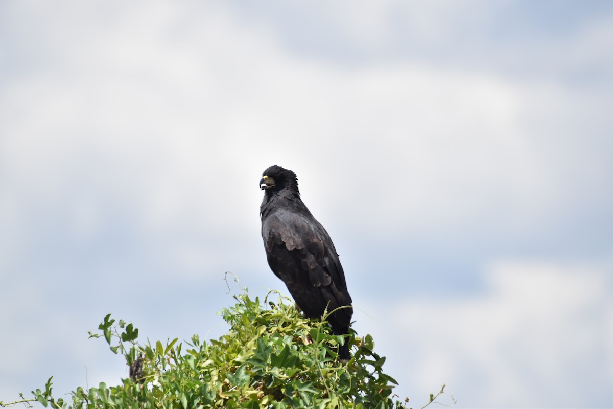 Great Black Hawk - ML617620175