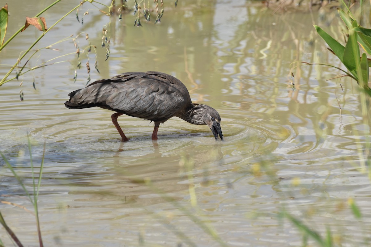 Plumbeous Ibis - ML617620215