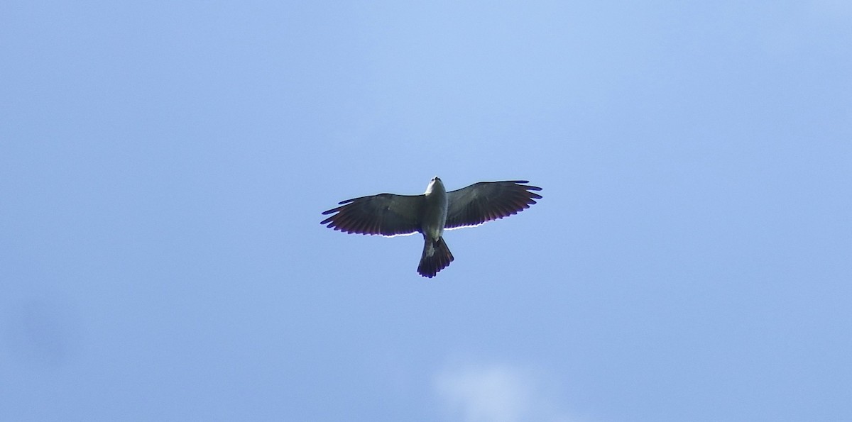 Mississippi Kite - ML617620257