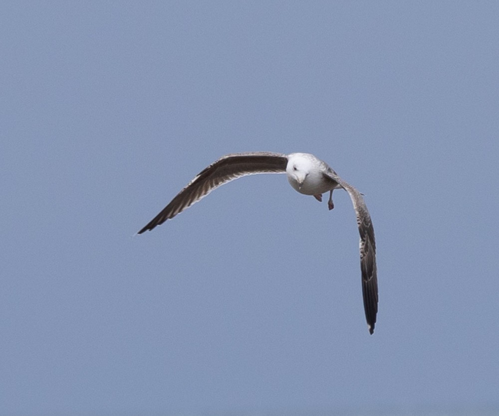 Great Black-backed Gull - ML617620262