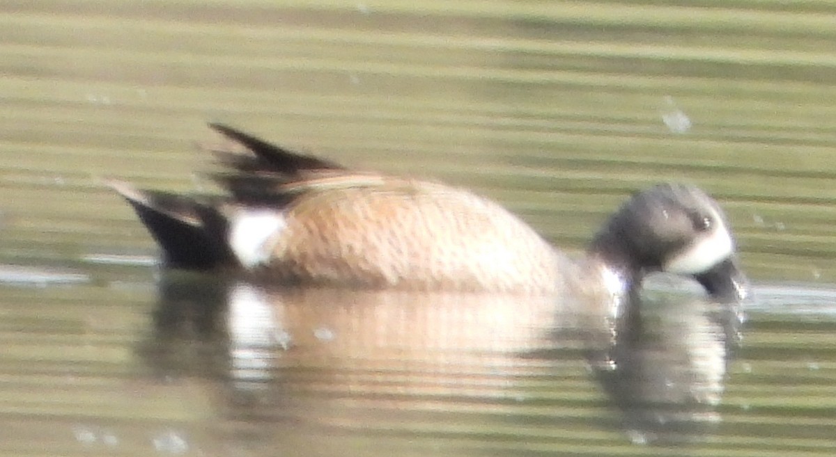 Blue-winged Teal - alan murray