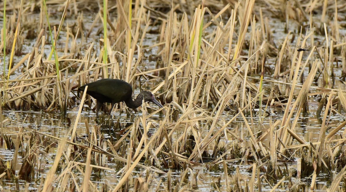 Ibis à face blanche - ML617620294