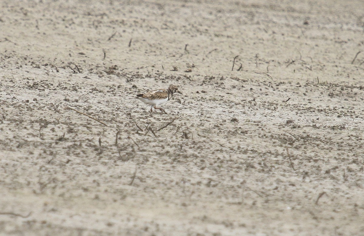 Ruddy Turnstone - ML617620297