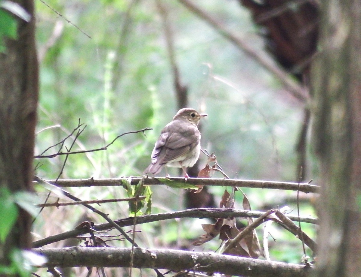 Swainson's Thrush - ML617620313