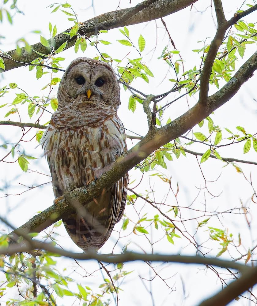 Barred Owl - Becki Guy