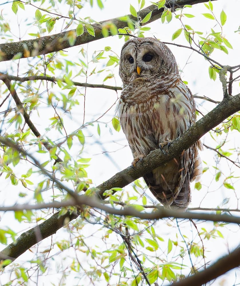 Barred Owl - Becki Guy