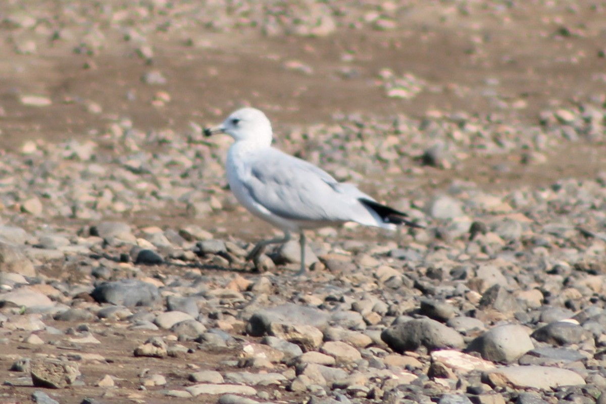 Ring-billed Gull - ML617620360