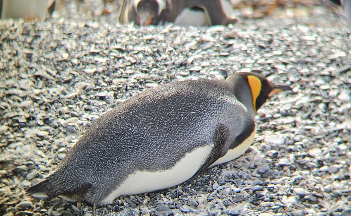 Pingüino Rey - ML617620381