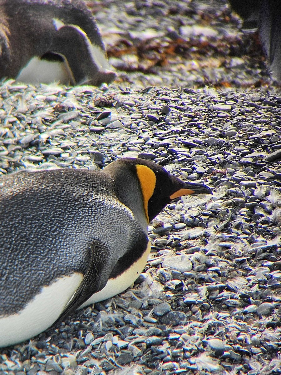 Королевский пингвин - ML617620383