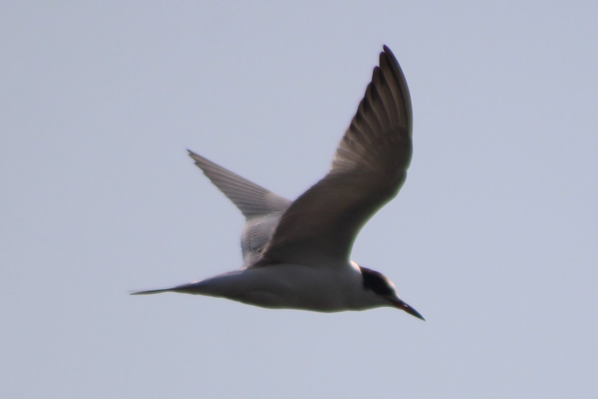 Common Tern - ML617620386