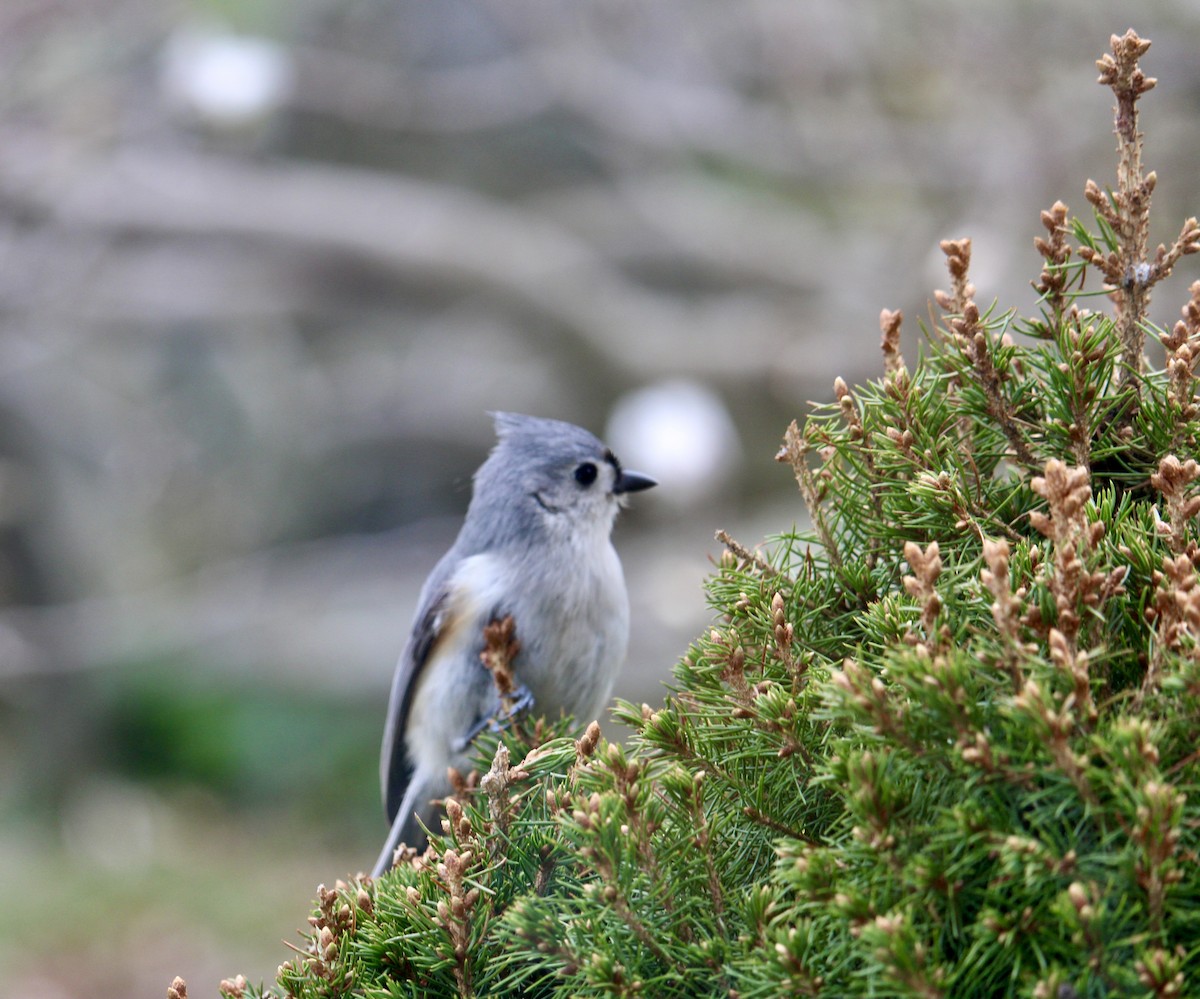 Tufted Titmouse - ML617620390