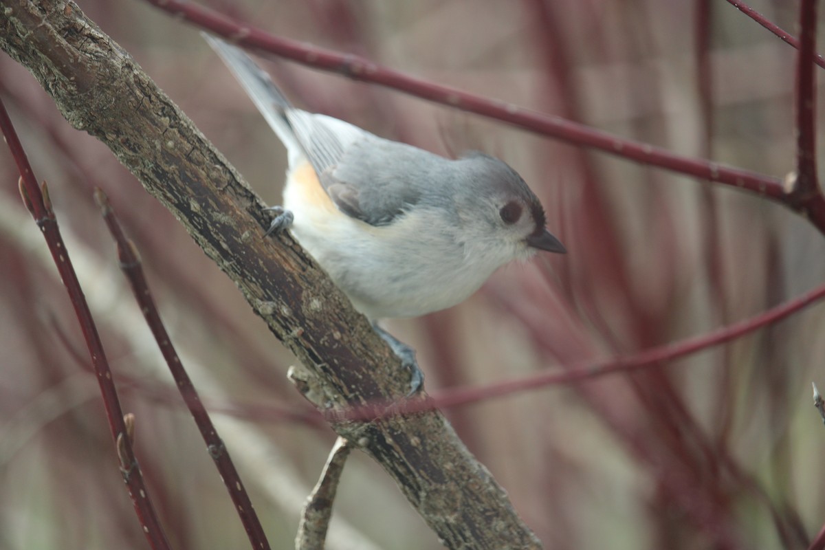 Tufted Titmouse - ML617620391