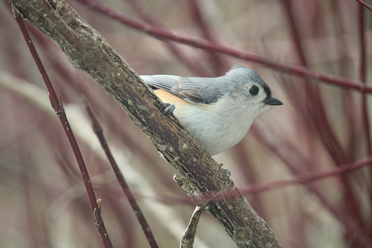 Tufted Titmouse - ML617620392