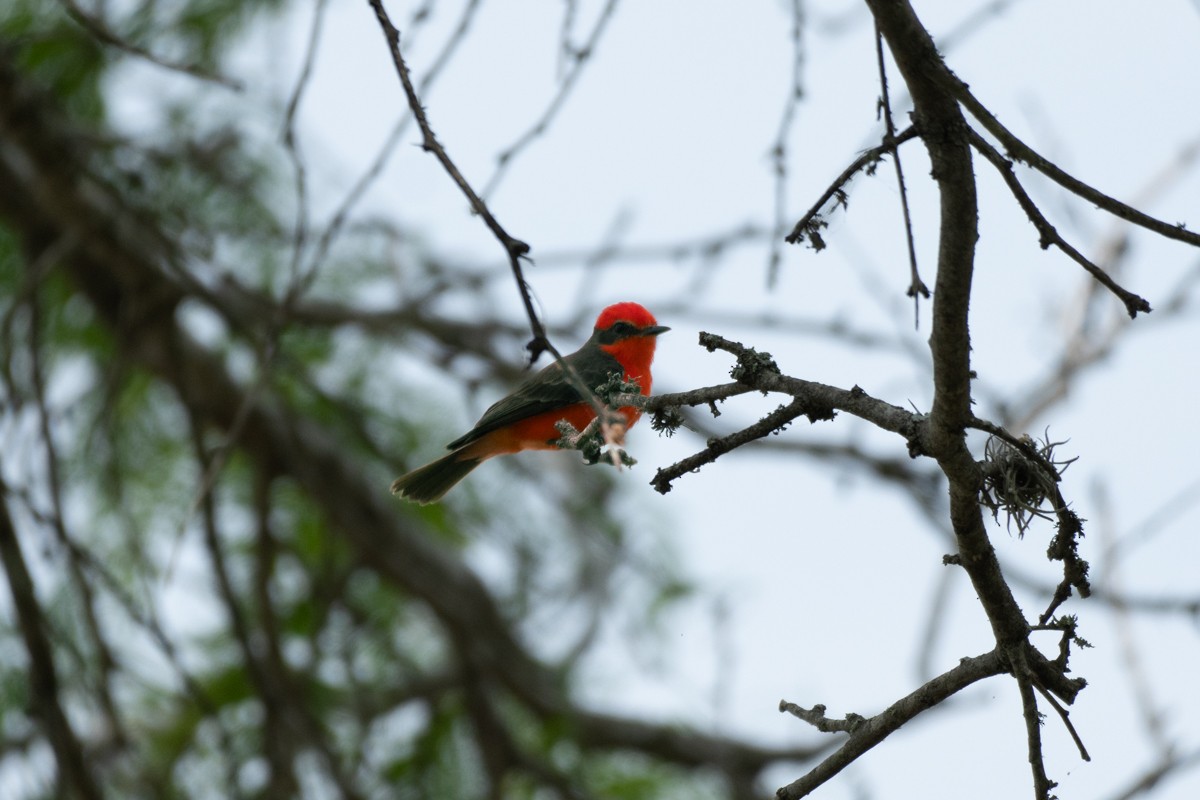 Vermilion Flycatcher - ML617620398