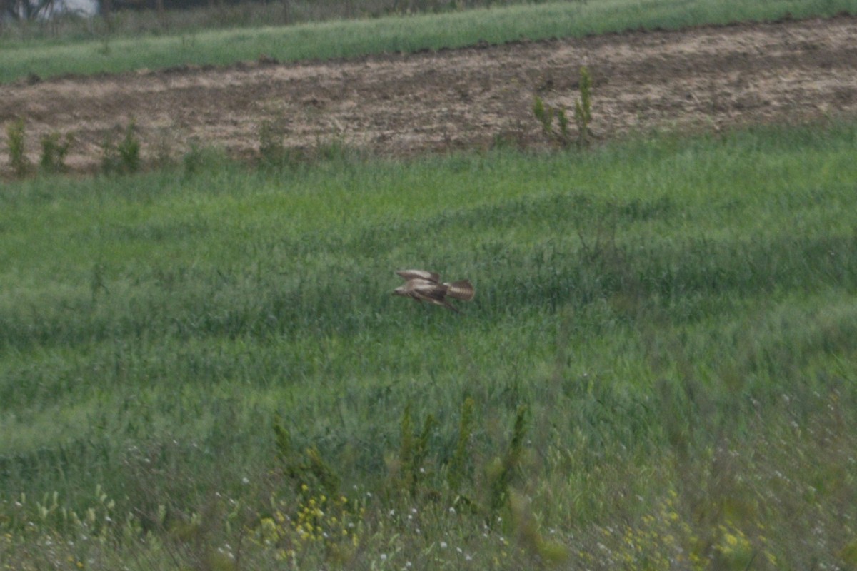 Buteo sp. - Riccardo Errico