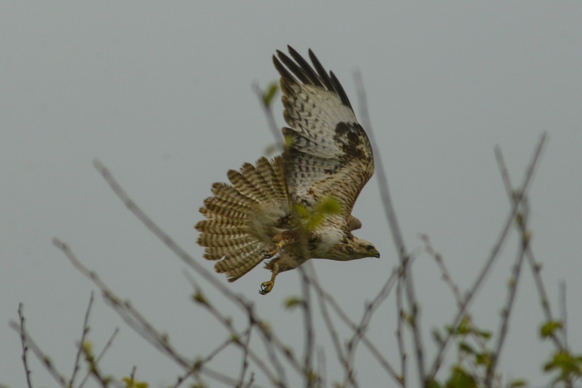 Buteo sp. - Riccardo Errico