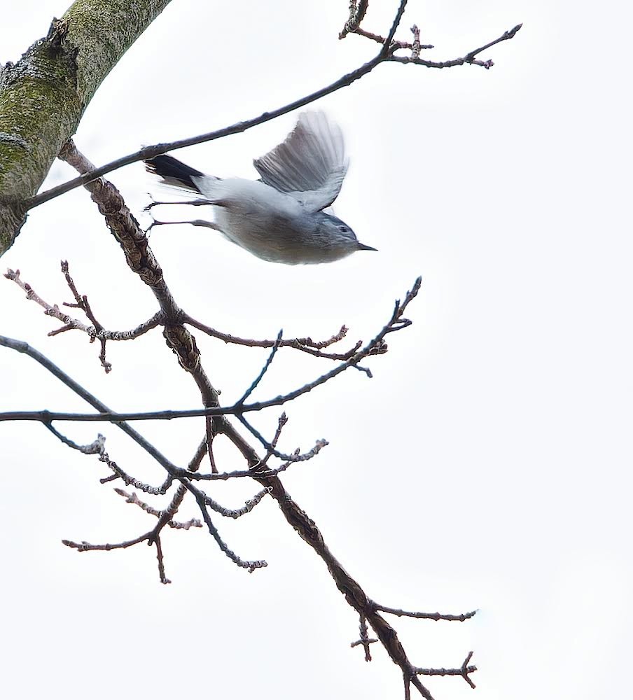 Blue-gray Gnatcatcher - Becki Guy