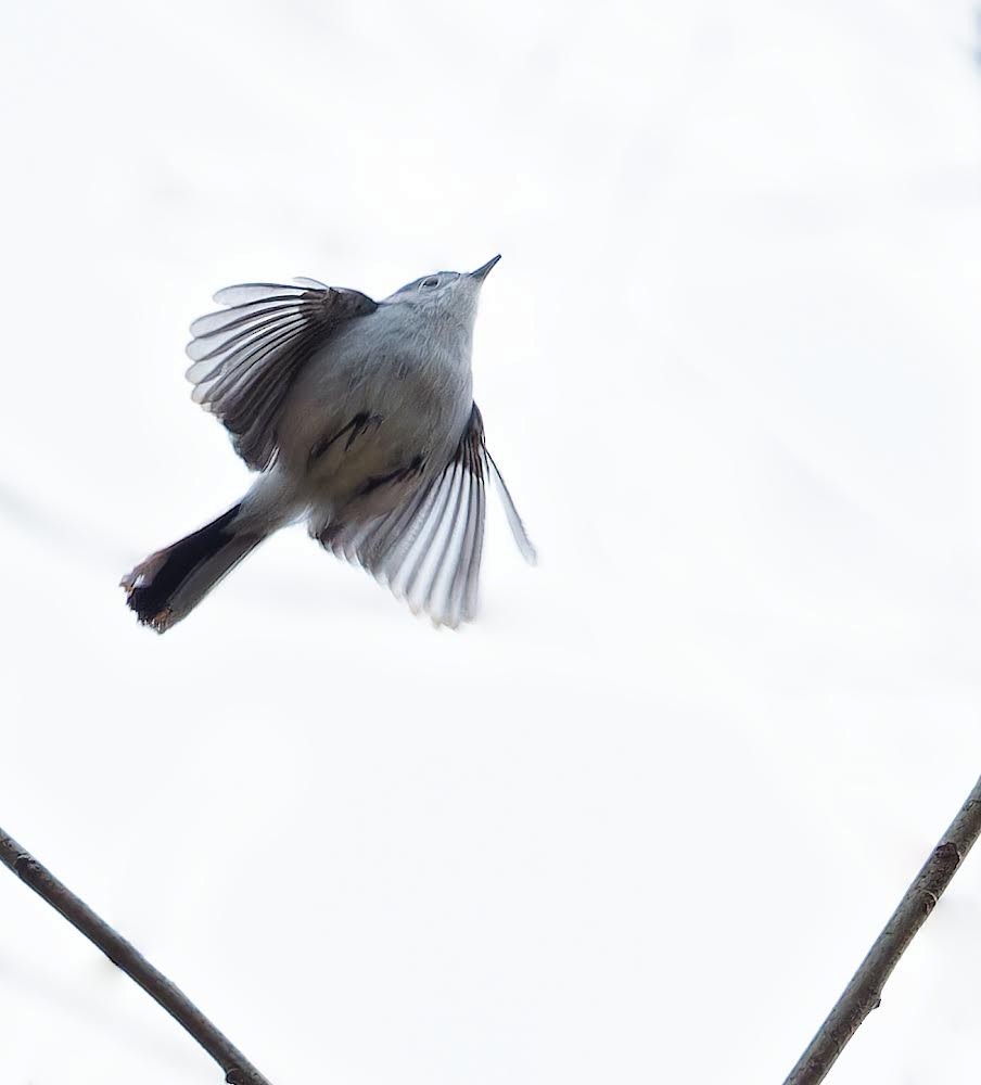 Blue-gray Gnatcatcher - ML617620428