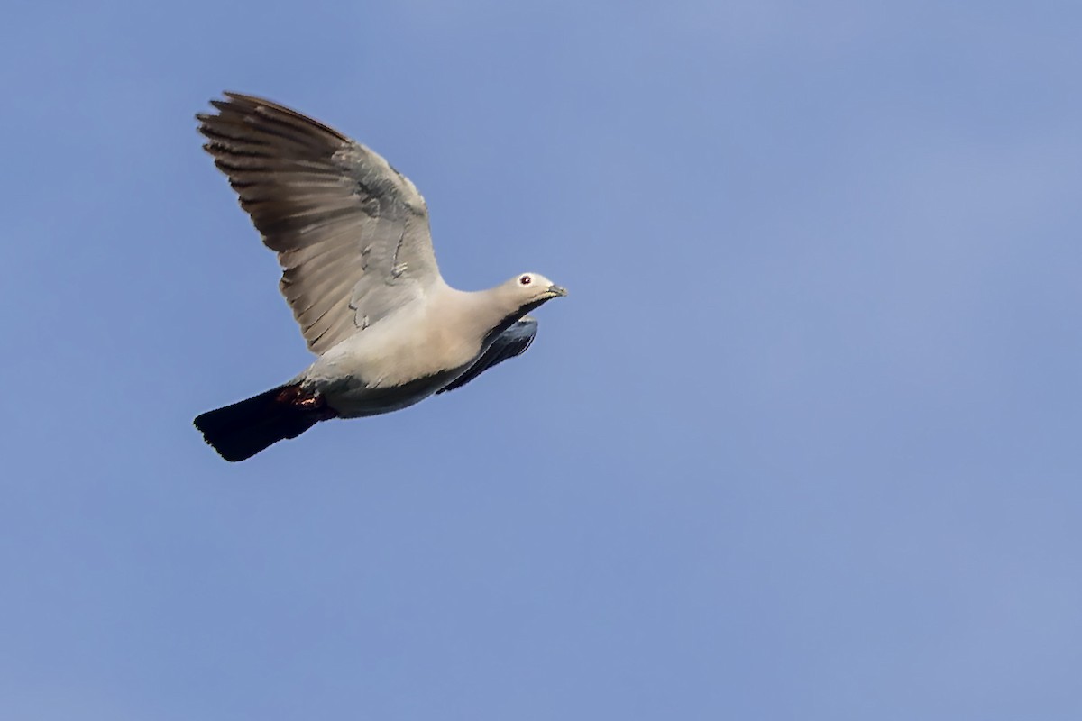 Island Imperial-Pigeon - ML617620429