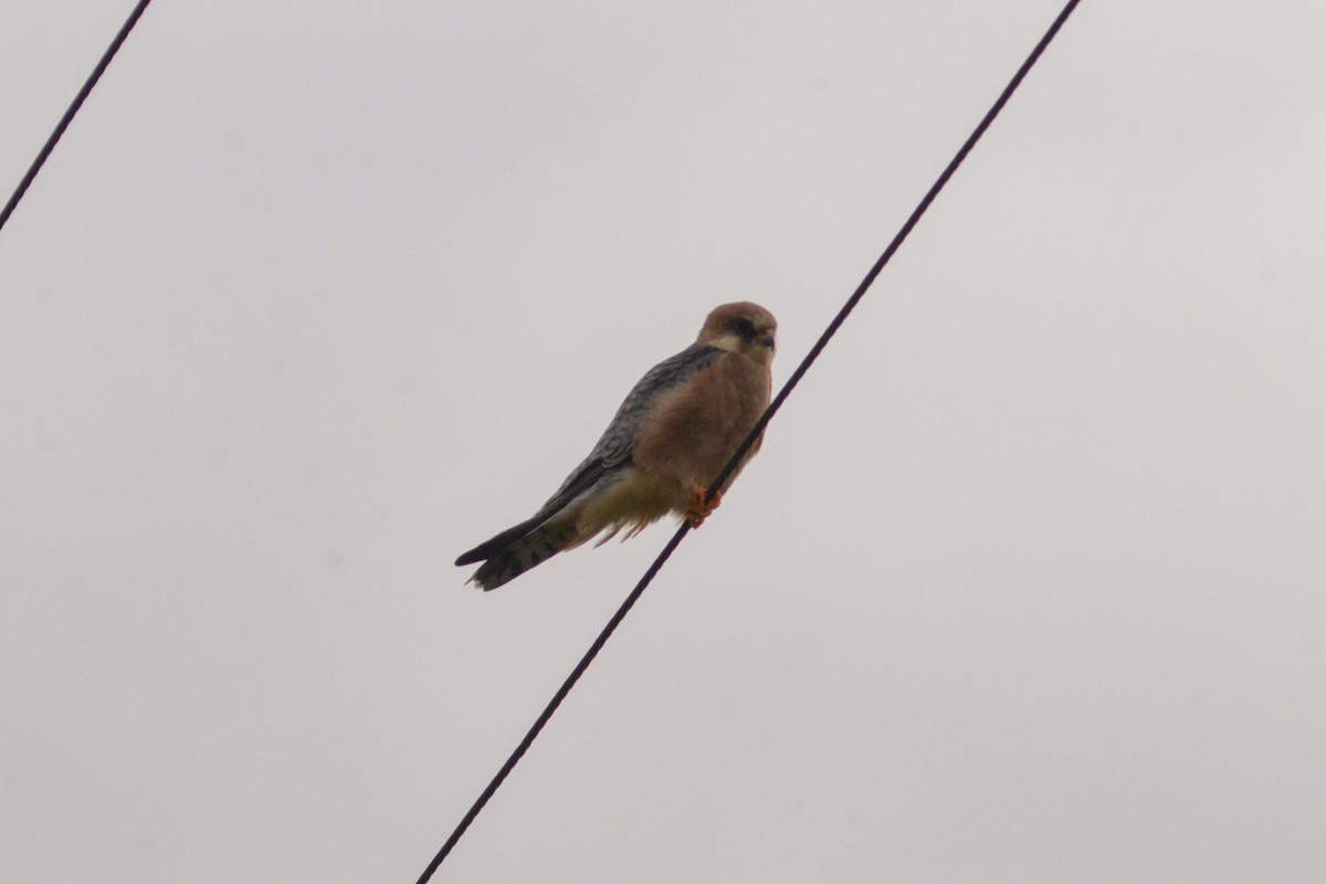 Red-footed Falcon - ML617620444