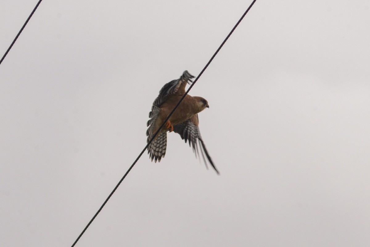 Red-footed Falcon - ML617620445