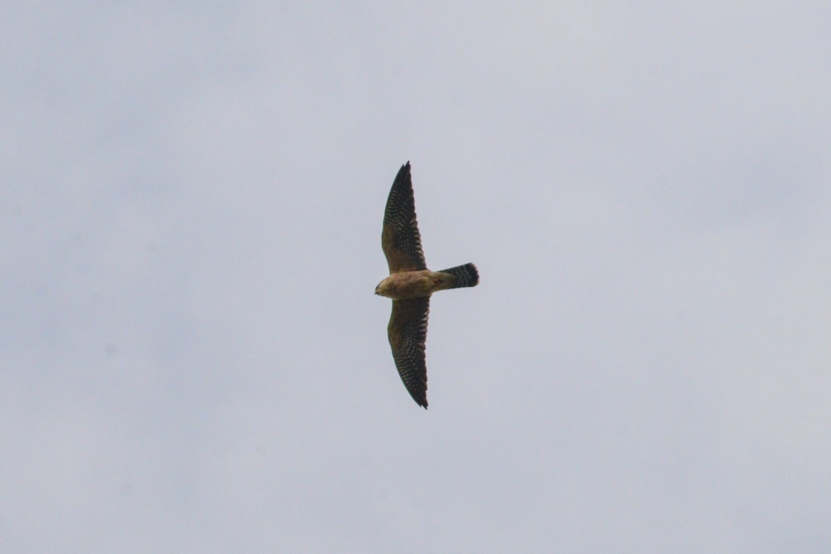 Red-footed Falcon - ML617620446
