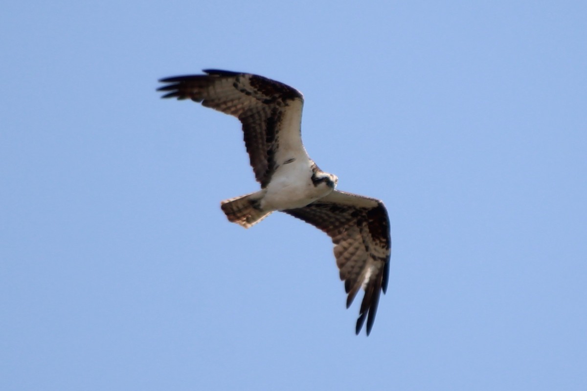 Osprey (carolinensis) - ML617620450