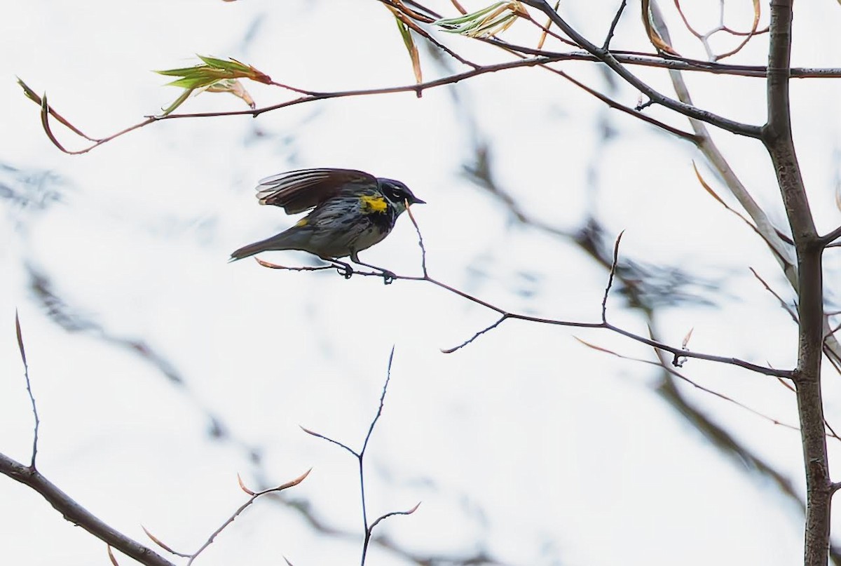 Yellow-rumped Warbler - ML617620454