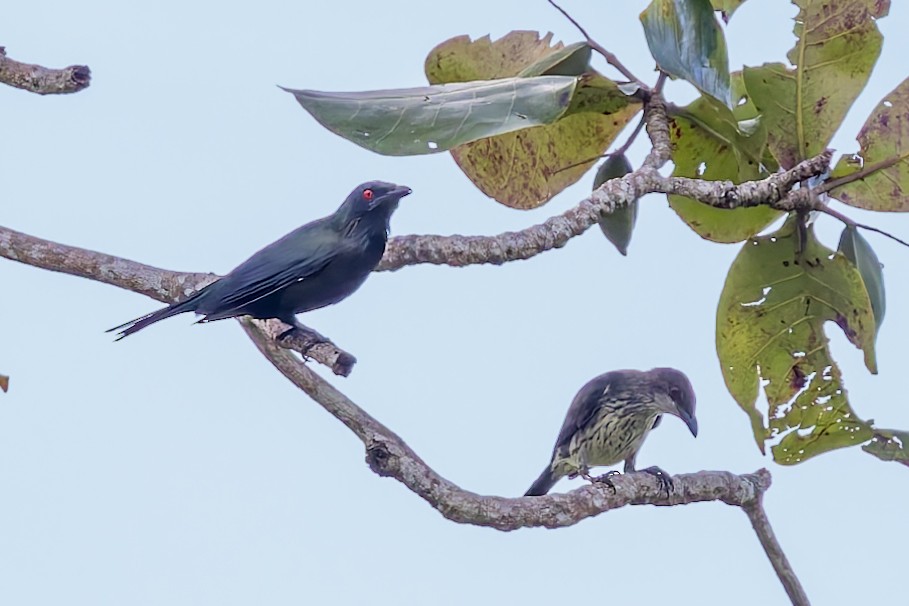 Metallic Starling - ML617620461