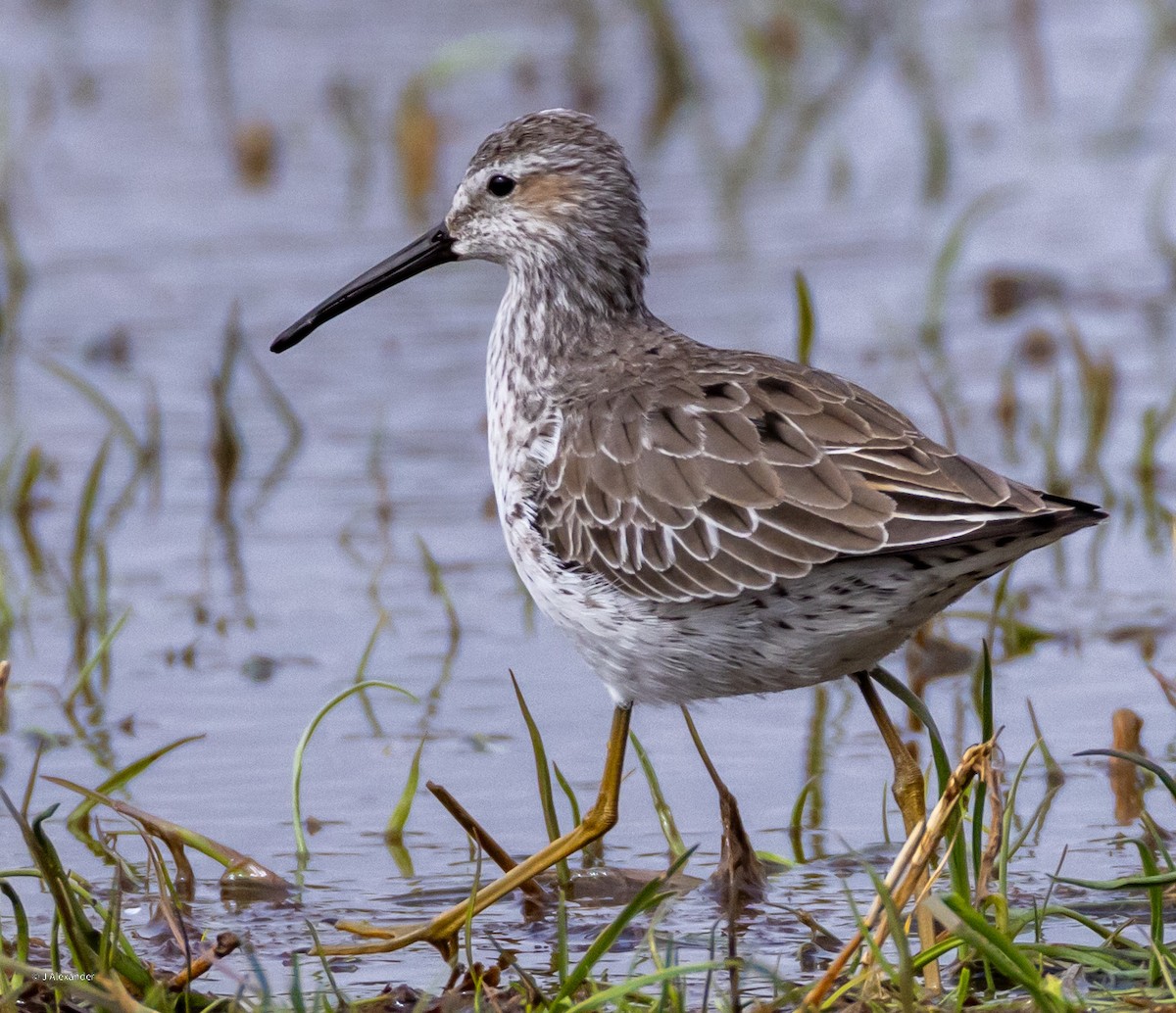 Stilt Sandpiper - ML617620481