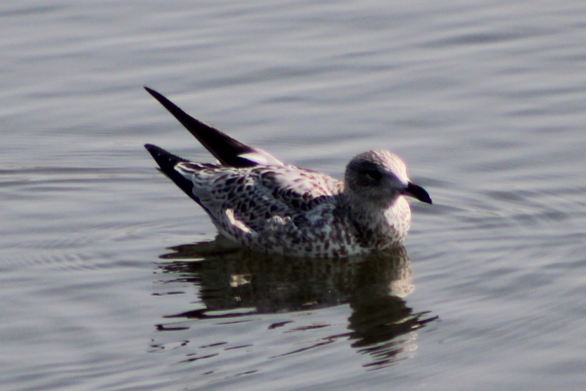 Ring-billed Gull - ML617620490