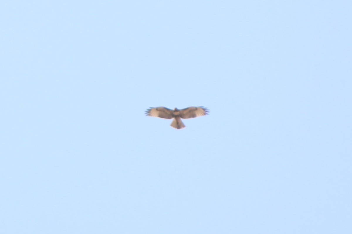 Red-tailed Hawk (calurus/alascensis) - ML617620507