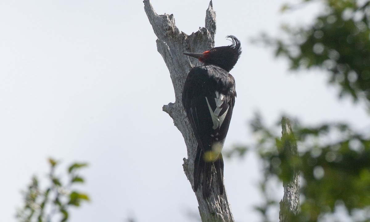 Magellanic Woodpecker - Chris Wood