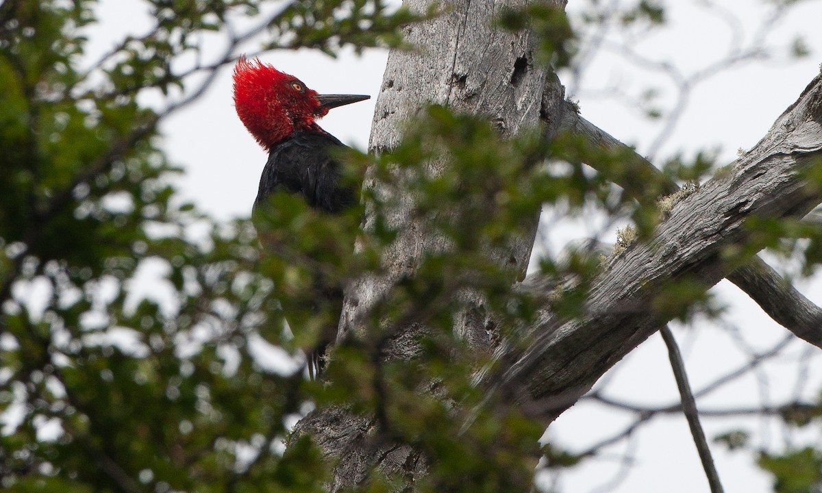 Magellanic Woodpecker - ML617620526