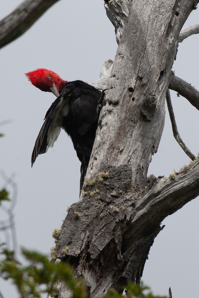 Magellanic Woodpecker - Chris Wood