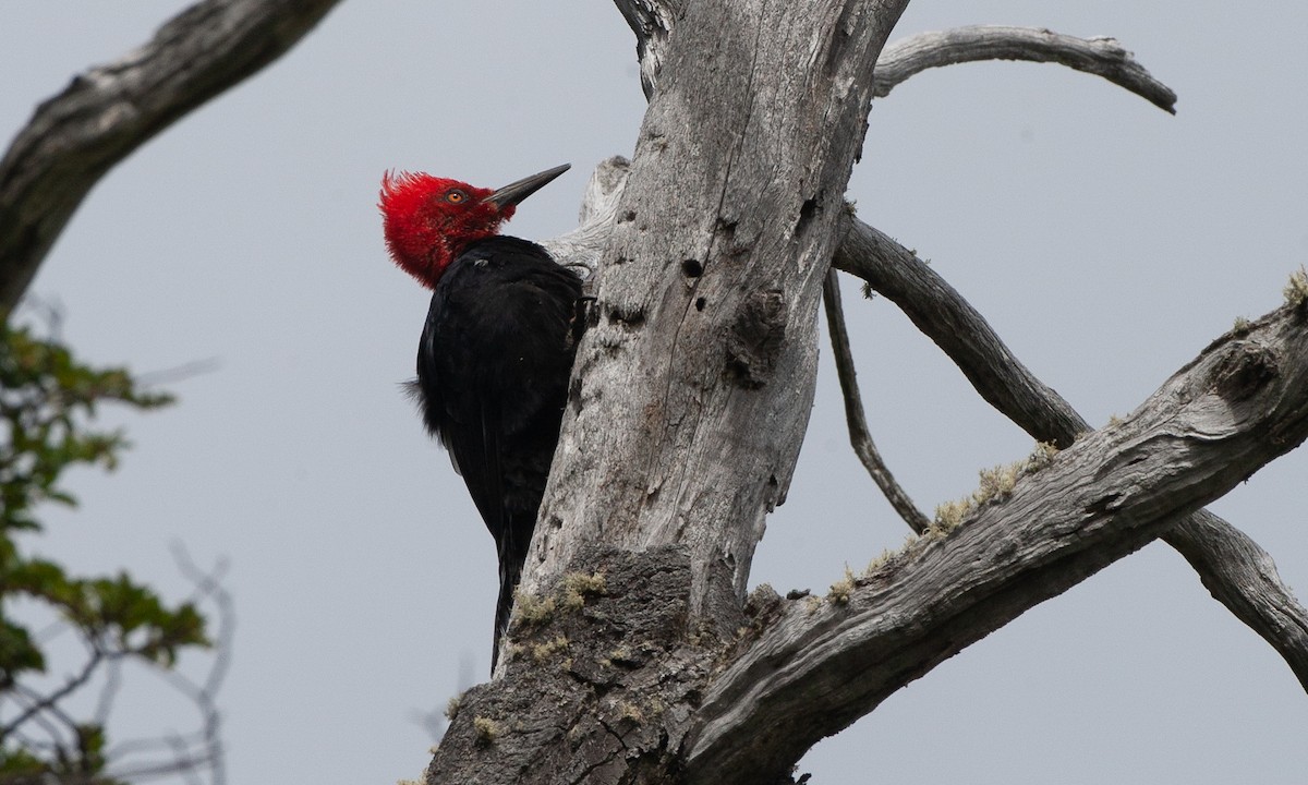 Magellanic Woodpecker - Chris Wood