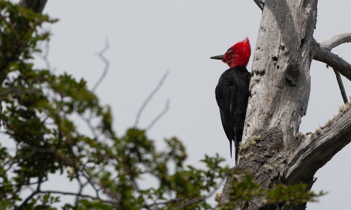 Magellanic Woodpecker - Chris Wood