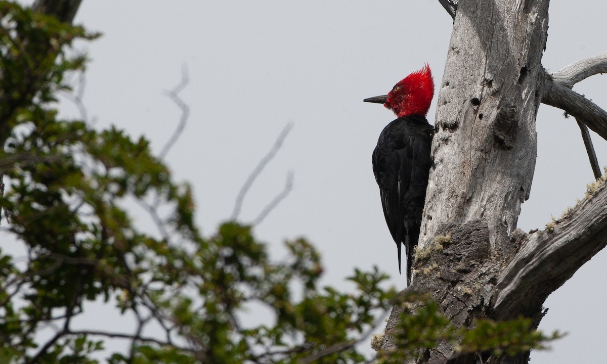 Magellanic Woodpecker - ML617620529