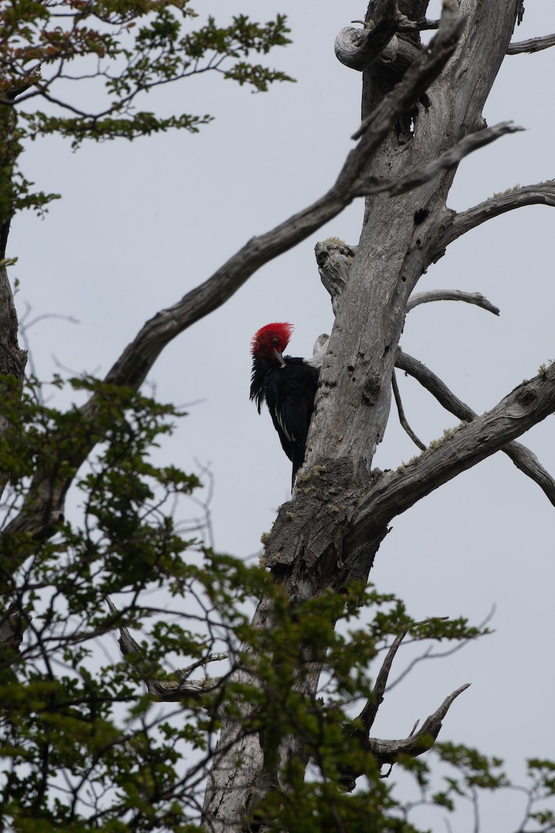 Magellanic Woodpecker - ML617620531