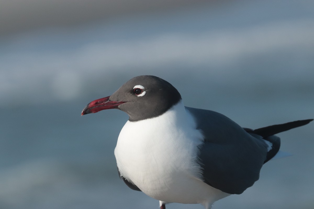 Gaviota Guanaguanare - ML617620552