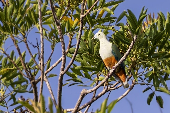 White-headed Fruit-Dove - ML617620586