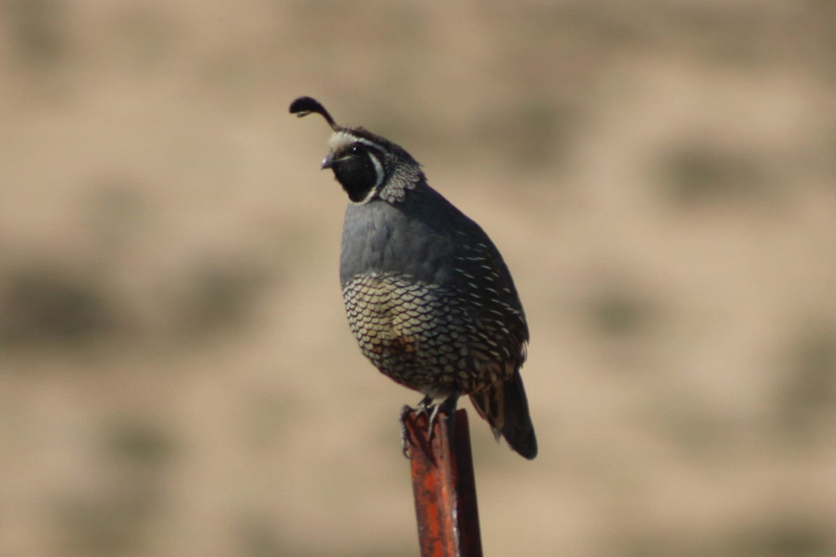 California Quail - ML617620587