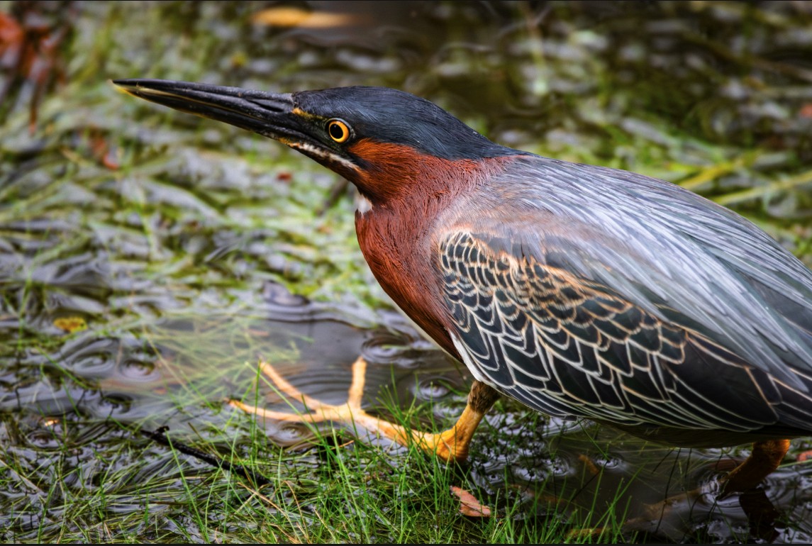 Green Heron - ML617620589