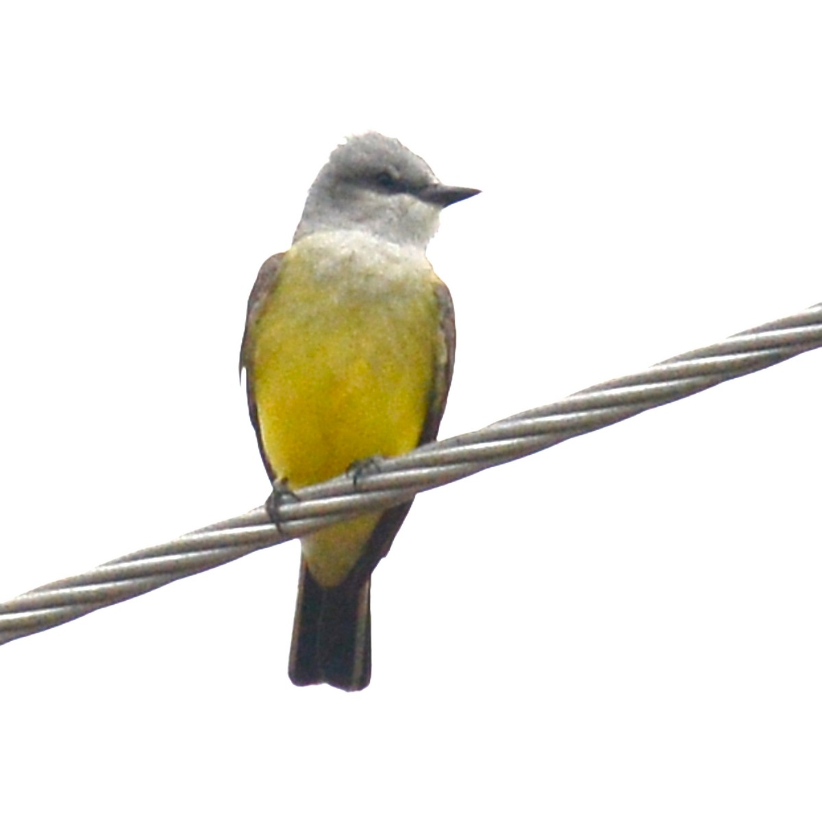 Western Kingbird - ML617620595