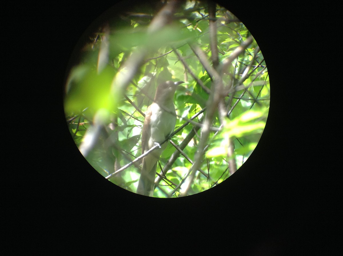 Black-billed Cuckoo - ML61762061