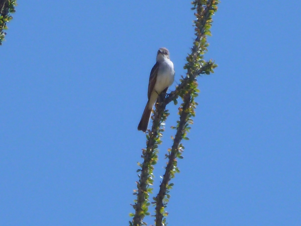 Ash-throated Flycatcher - ML617620641