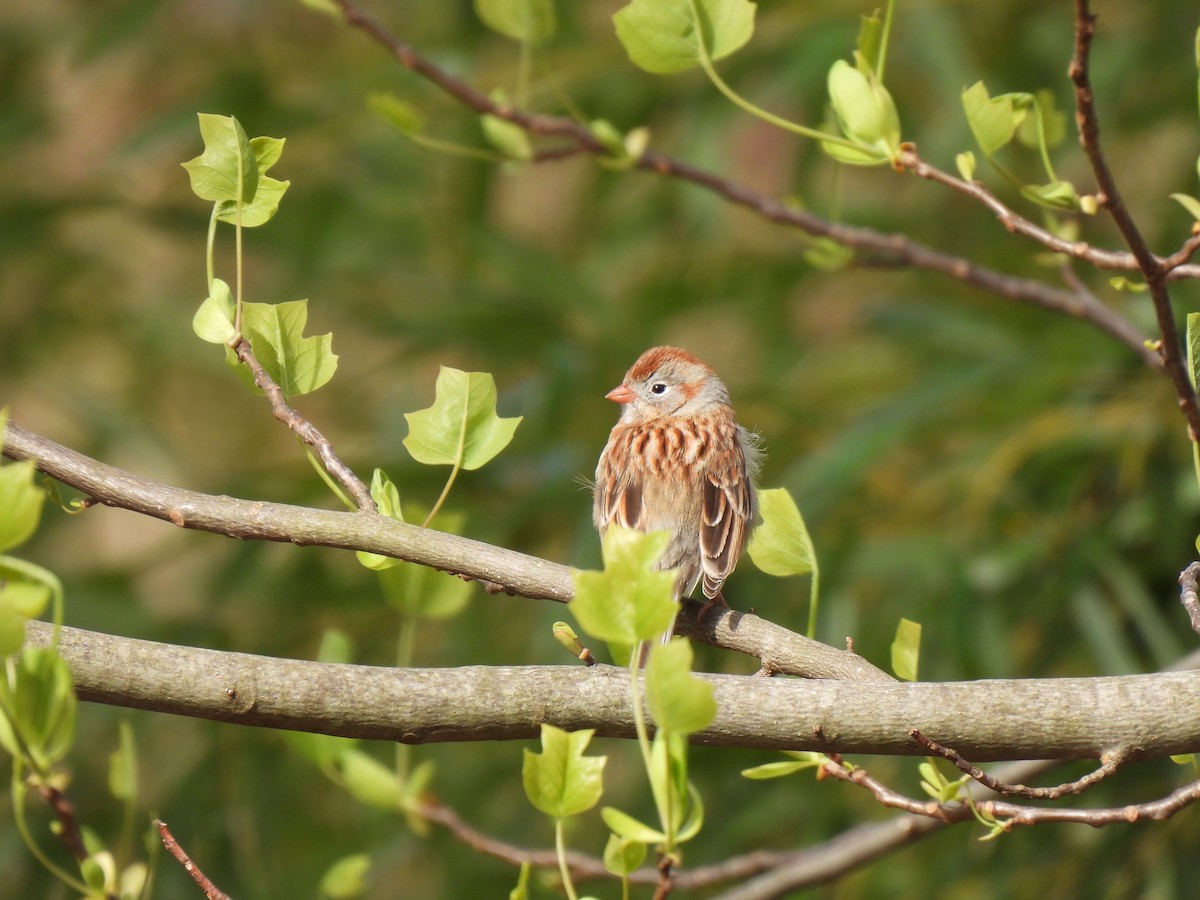 Field Sparrow - Patrice Domeischel