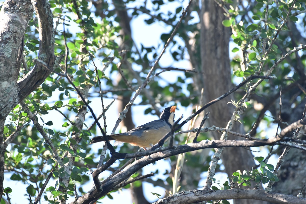 Golden-billed Saltator - ML617620675