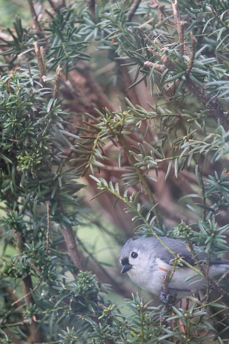 Tufted Titmouse - ML617620685